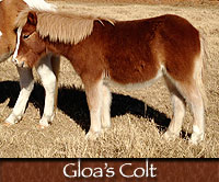 Gloa's Colt