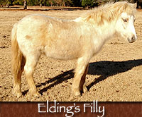 Elding's Filly
