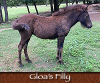 Gloas Filly
