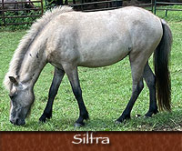 Silfra